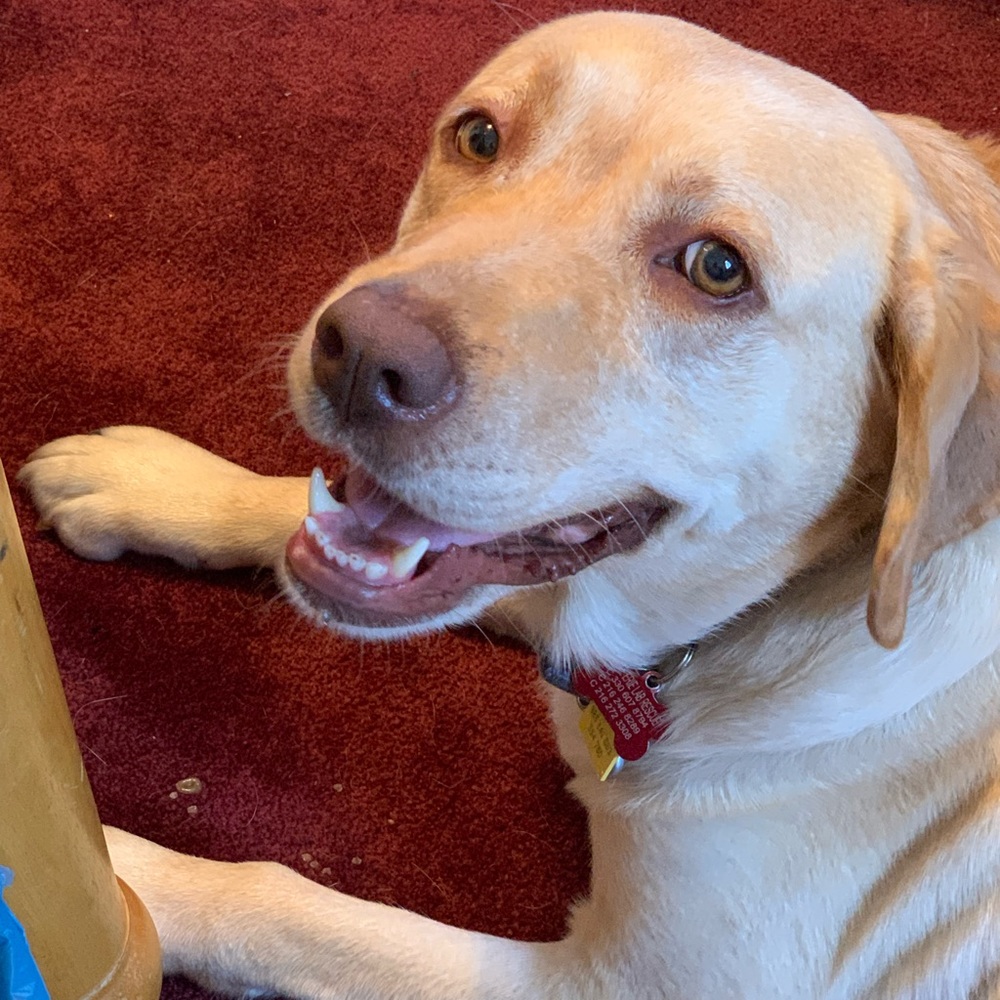 Meet your Posher, Todd